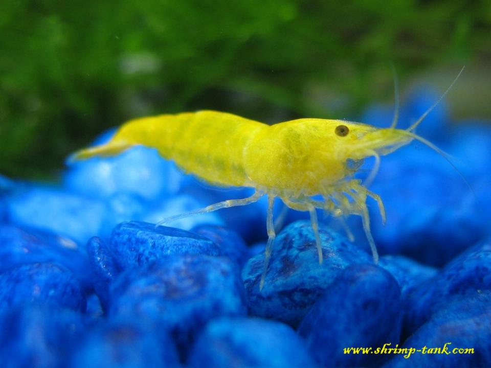 Golden yellow shrimp looks at you