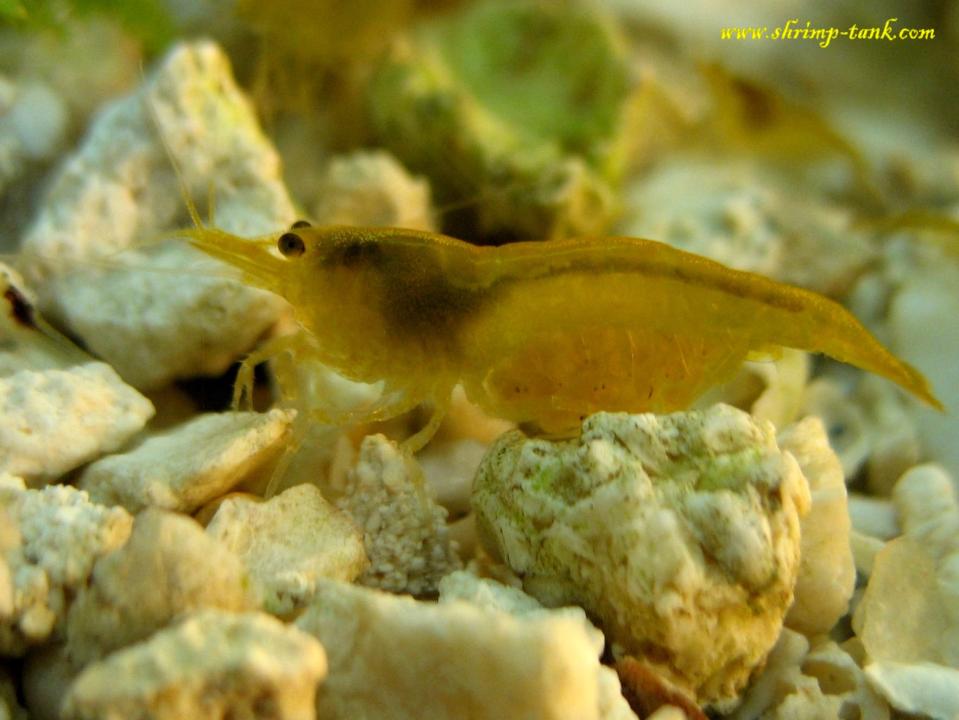  This yellow shrimp is a future mother