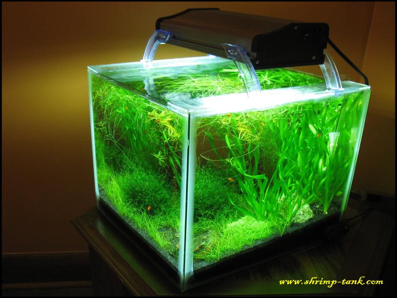 freshwater shrimp aquarium setup