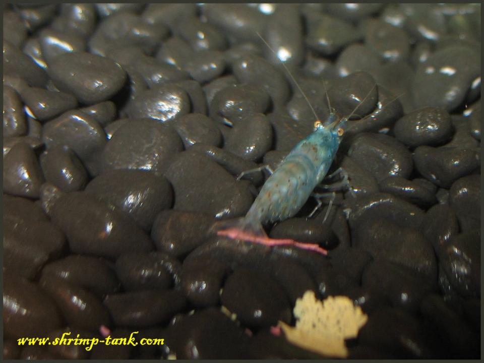  Neocaridina cf. zhangjiajiensis var. blue shrimp is not interesting in flake food