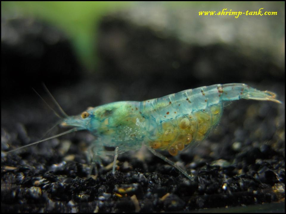  Berried Neocaridina cf. zhangjiajiensis var. blue shrimp 