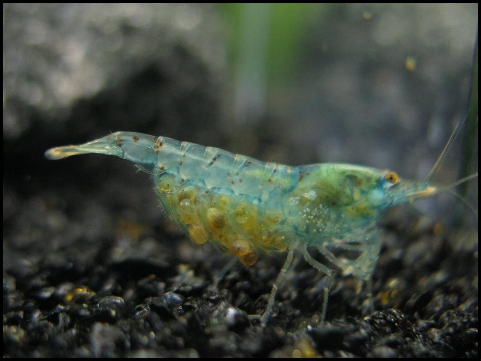  Pregnant Neocaridina cf. zhangjiajiensis var. blue shrimp