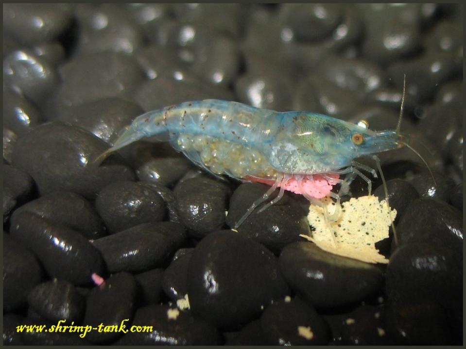  Look at those future blue pearl shrimps inside eggs