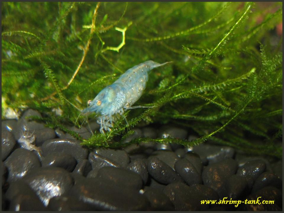  Neocaridina cf. zhangjiajiensis var. blue shrimp near moss stone