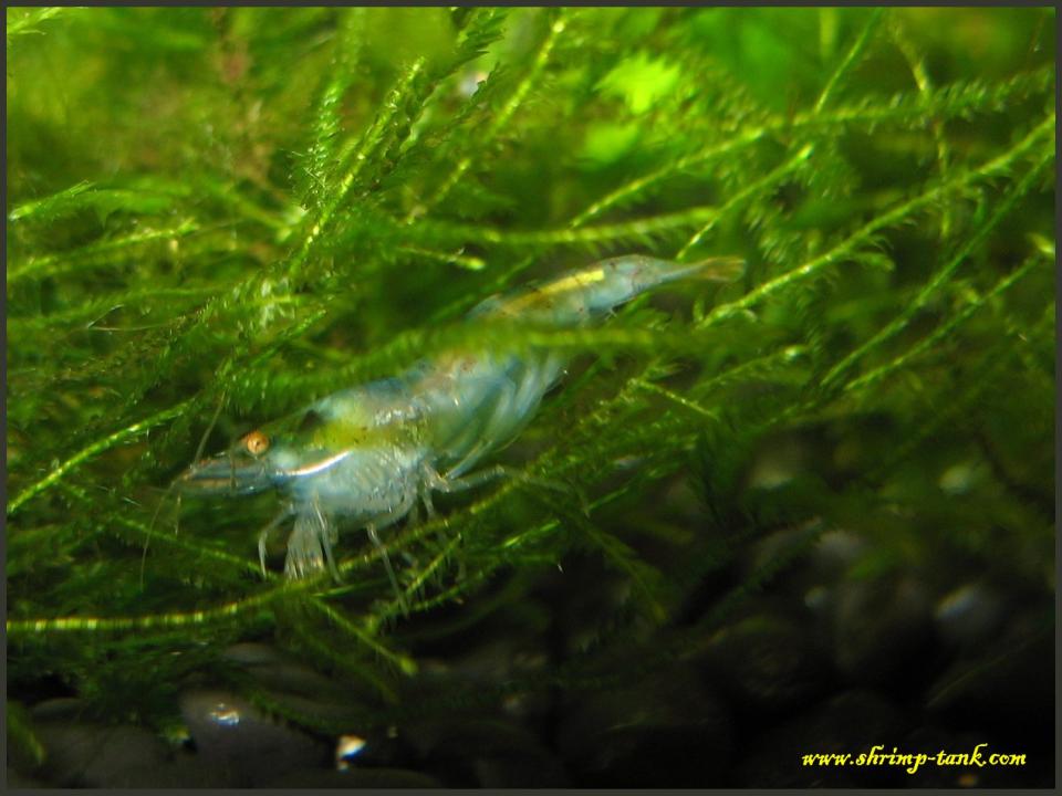  Blue pearl shrimp hides in a moss