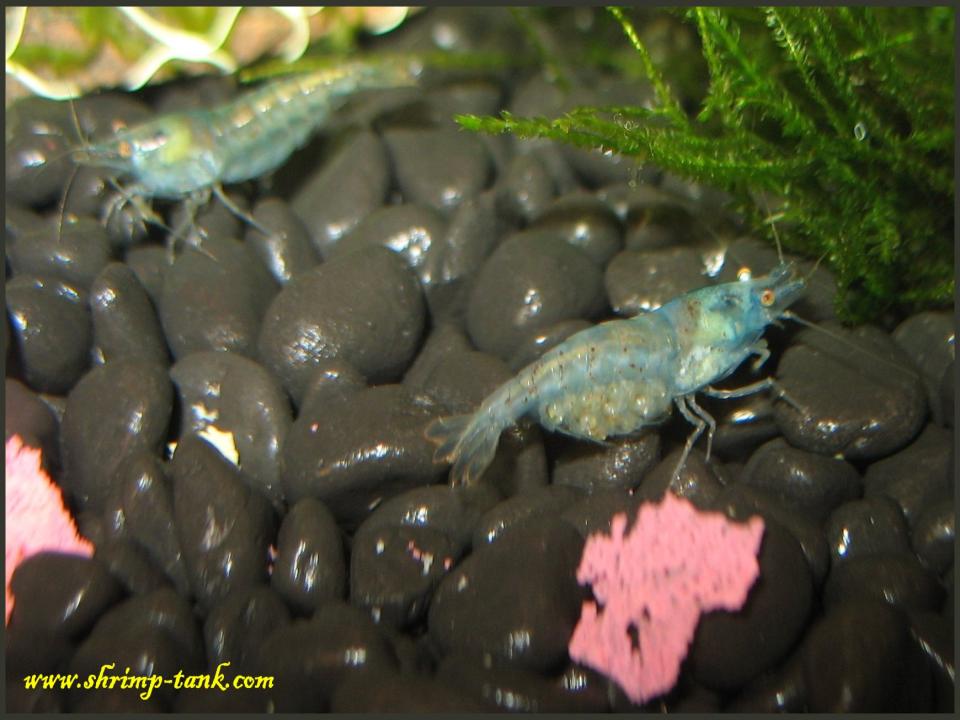  Pair of Neocaridina cf. zhangjiajiensis var. blue shrimps