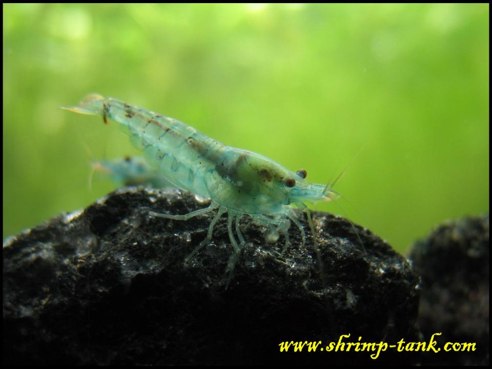  Neocaridina cf. zhangjiajiensis var. blue shrimp on a rock