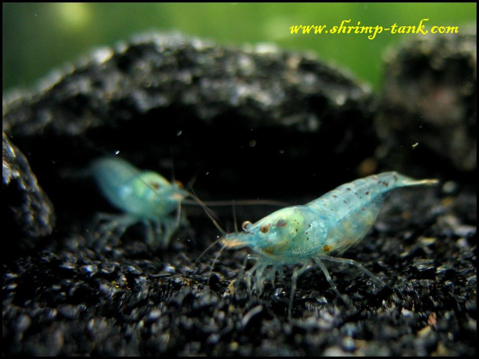  Two blue pearl shrimps