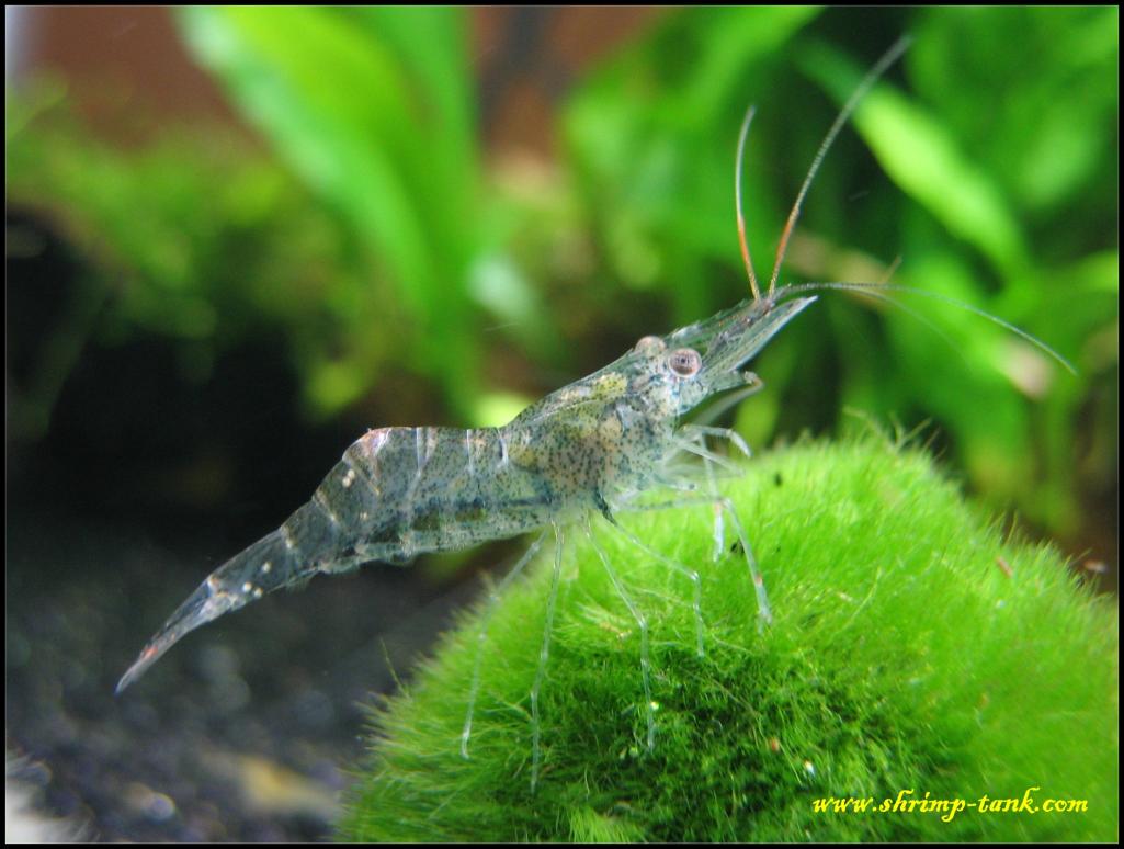 Ghost /glass (Palaemonetes spp.) shrimp
